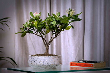Grey Bowl Terrazzo Planter