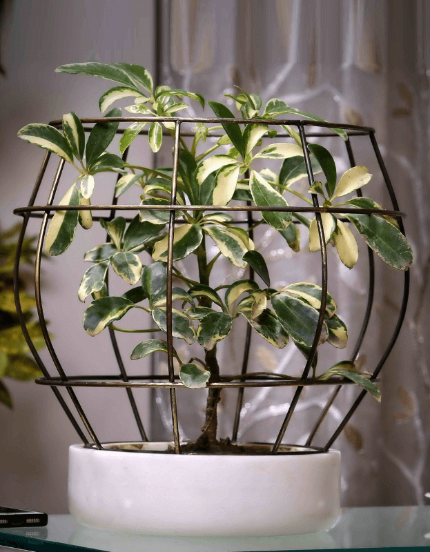 White Marble Base with Brass Antique Metal Net Planter