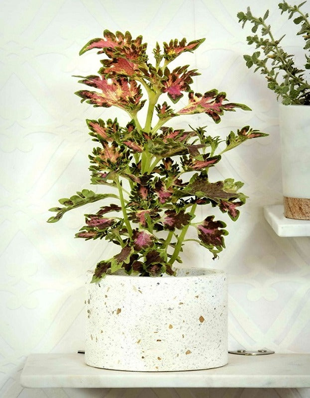 Small Cylindrical Terrazzo Planter