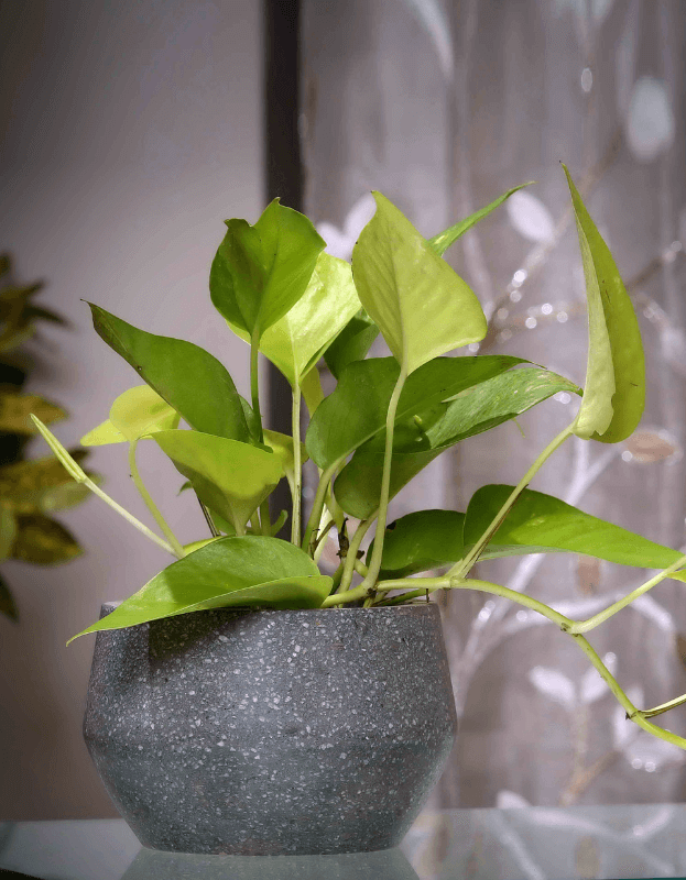 Dark Grey Terrazzo Planter