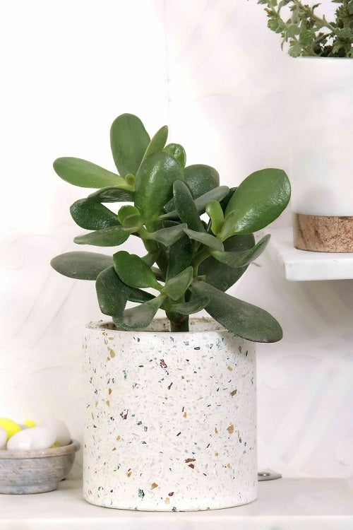 Big Cylindrical Terrazzo Planter