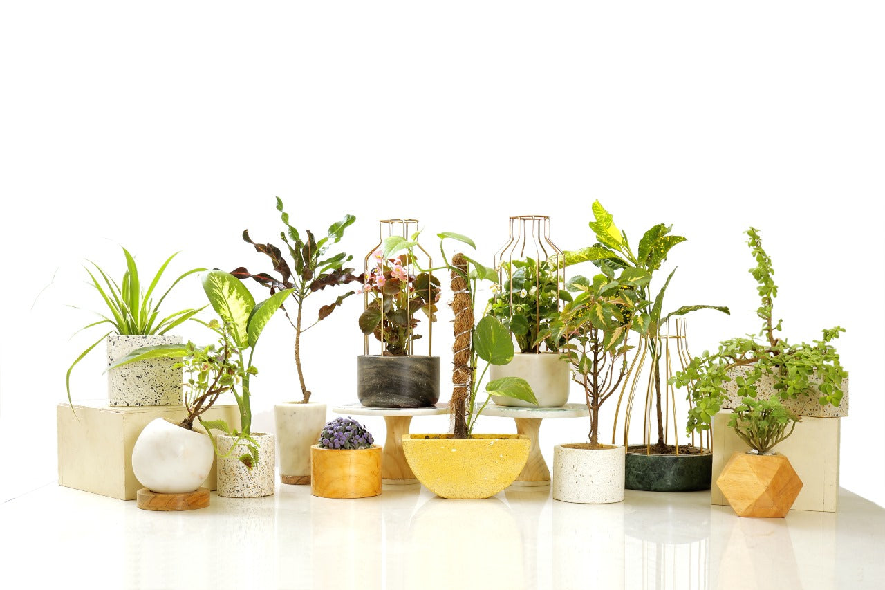 Succulent planters, decorative plant pots, contemporary plant containers